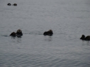 41-sea-otters-onderweg
