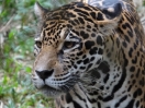 44-chiang-mai-zoo-jaguar